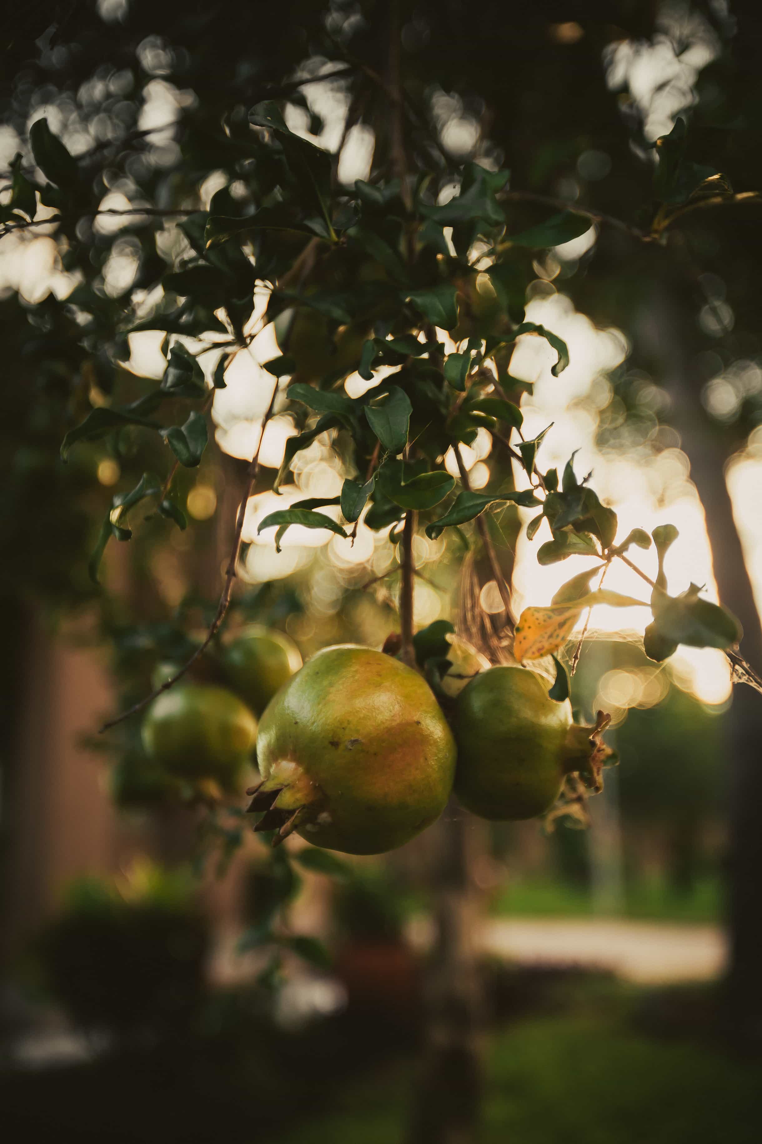 Pomegranate fruit in tree close up