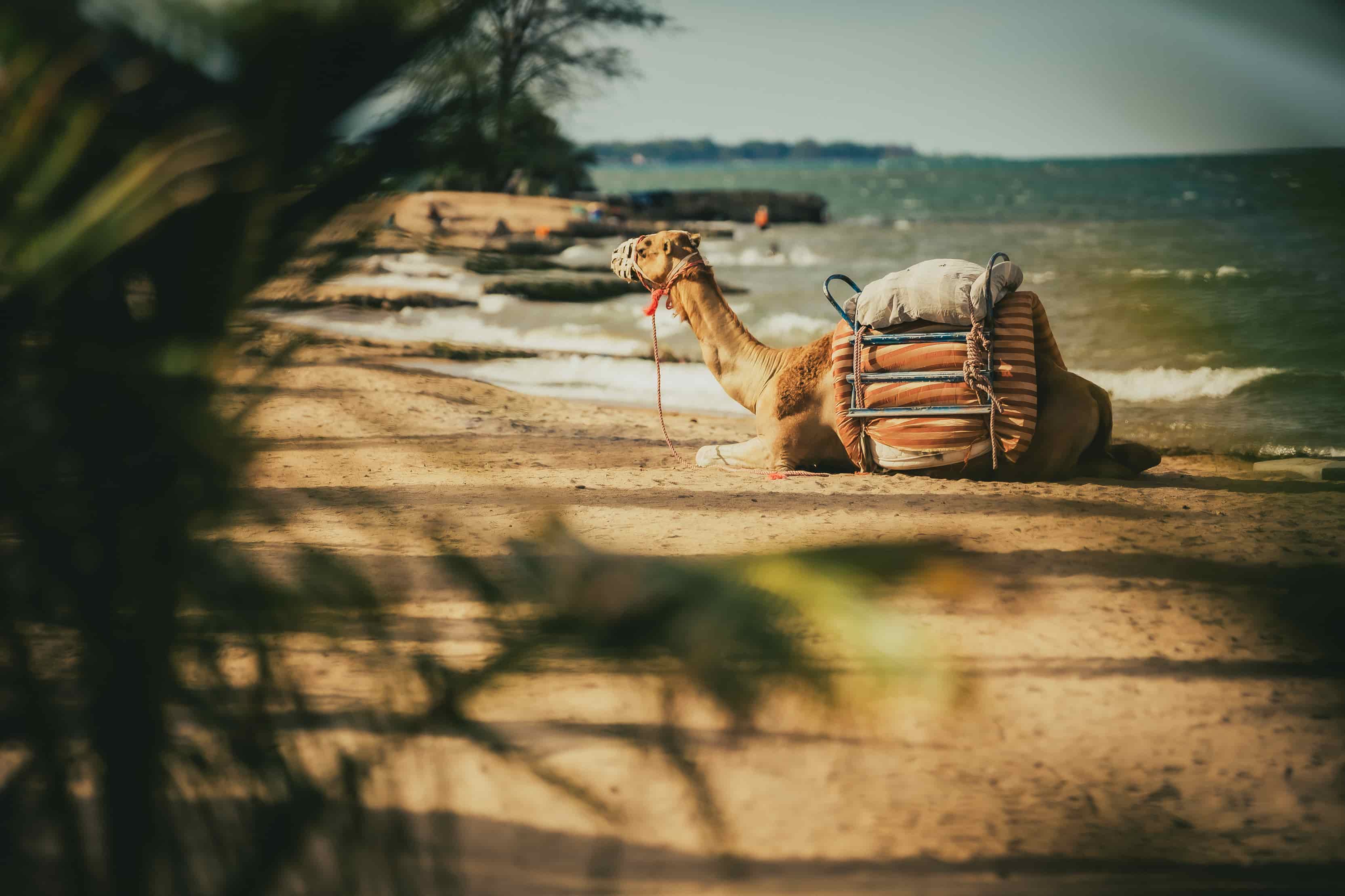 camel sitting down on the beach