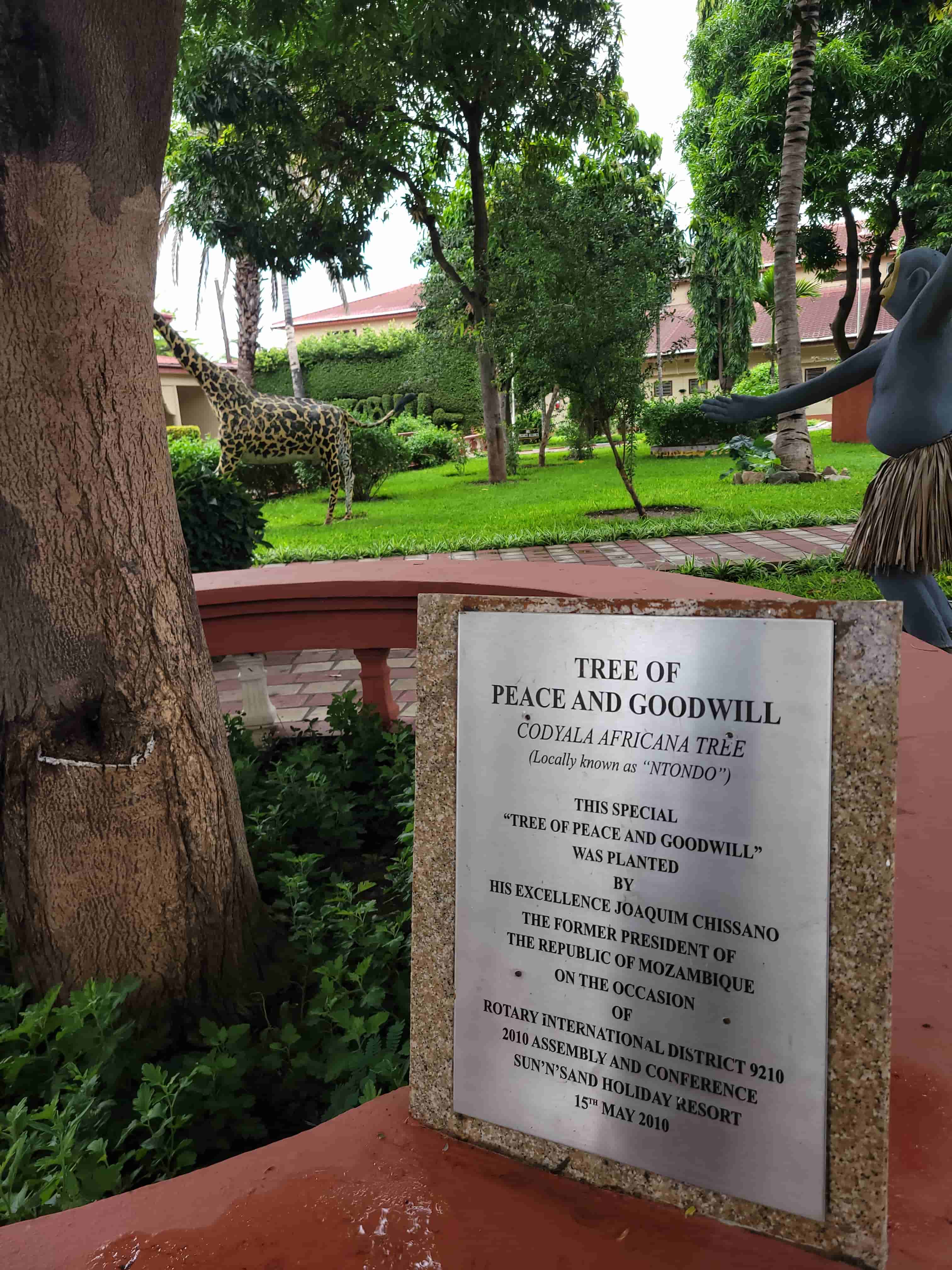 Tree gifted by joaquim chissano