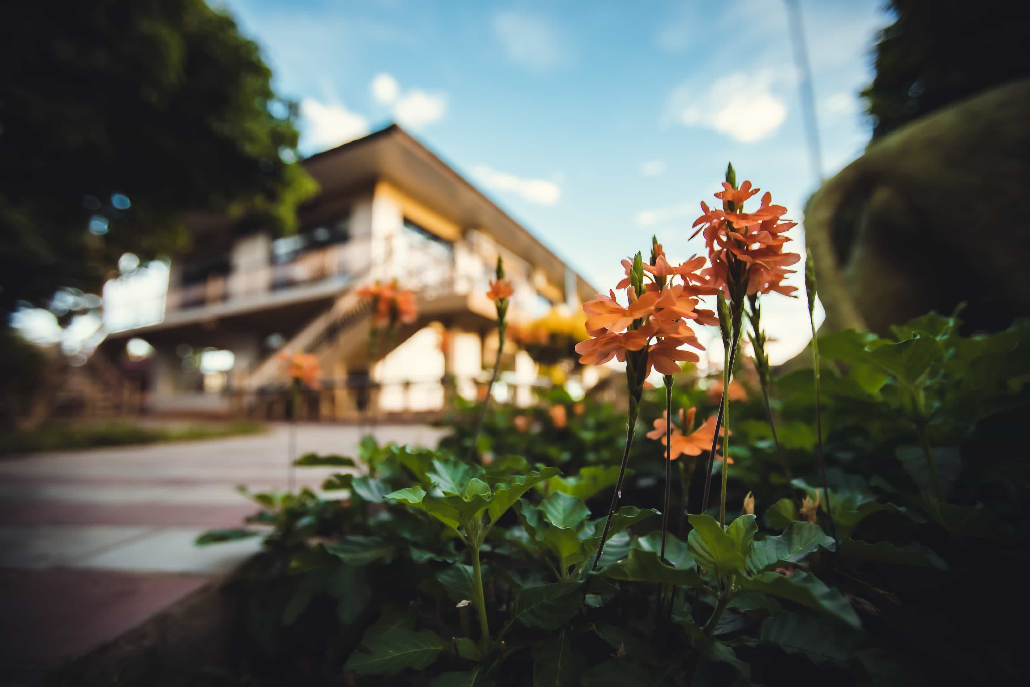 Close up yellow flowers with hall in background