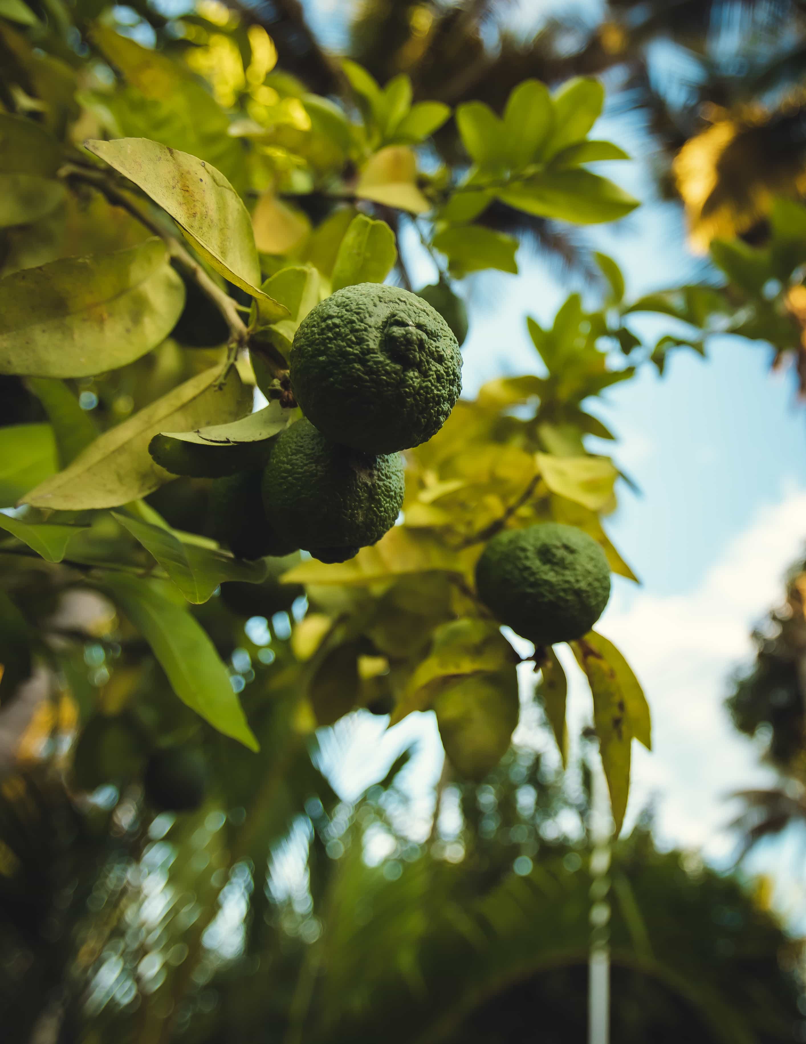 Lemon fruit on tree