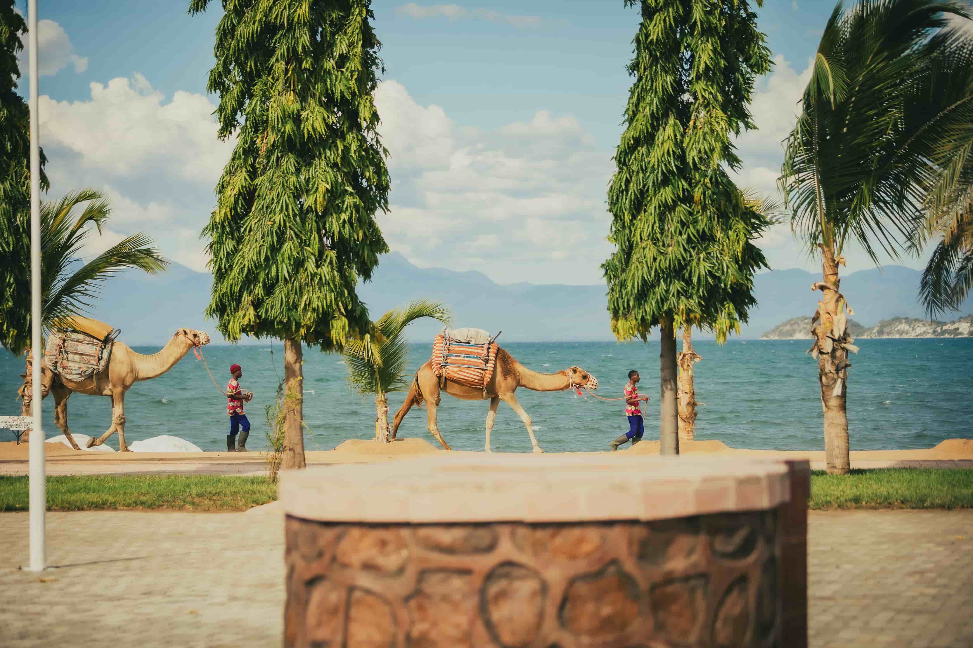 2 camel tamers walking 2 camels on the beach with the lakeview