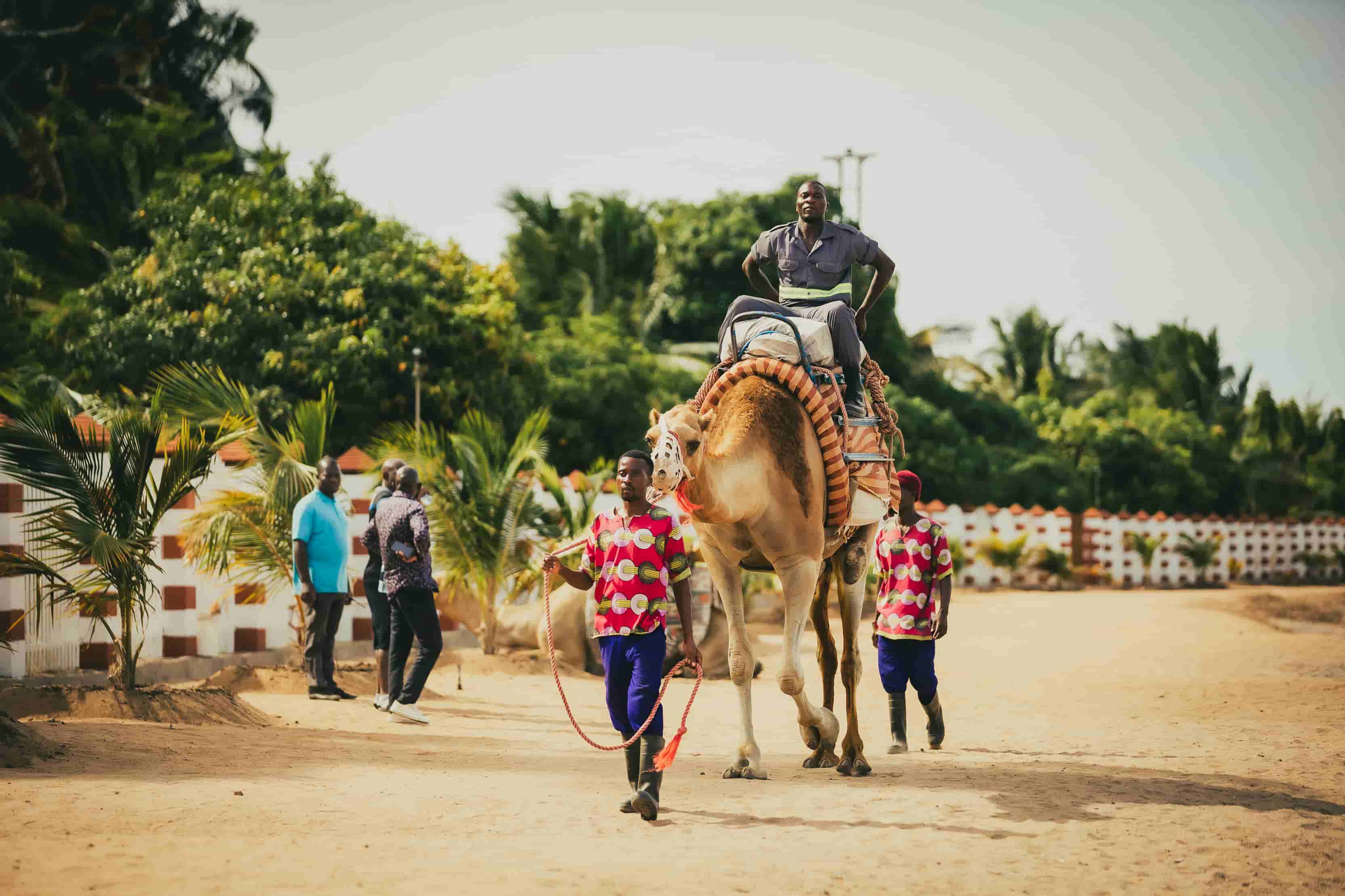 camel tamer walking a camel with a rider on the beach