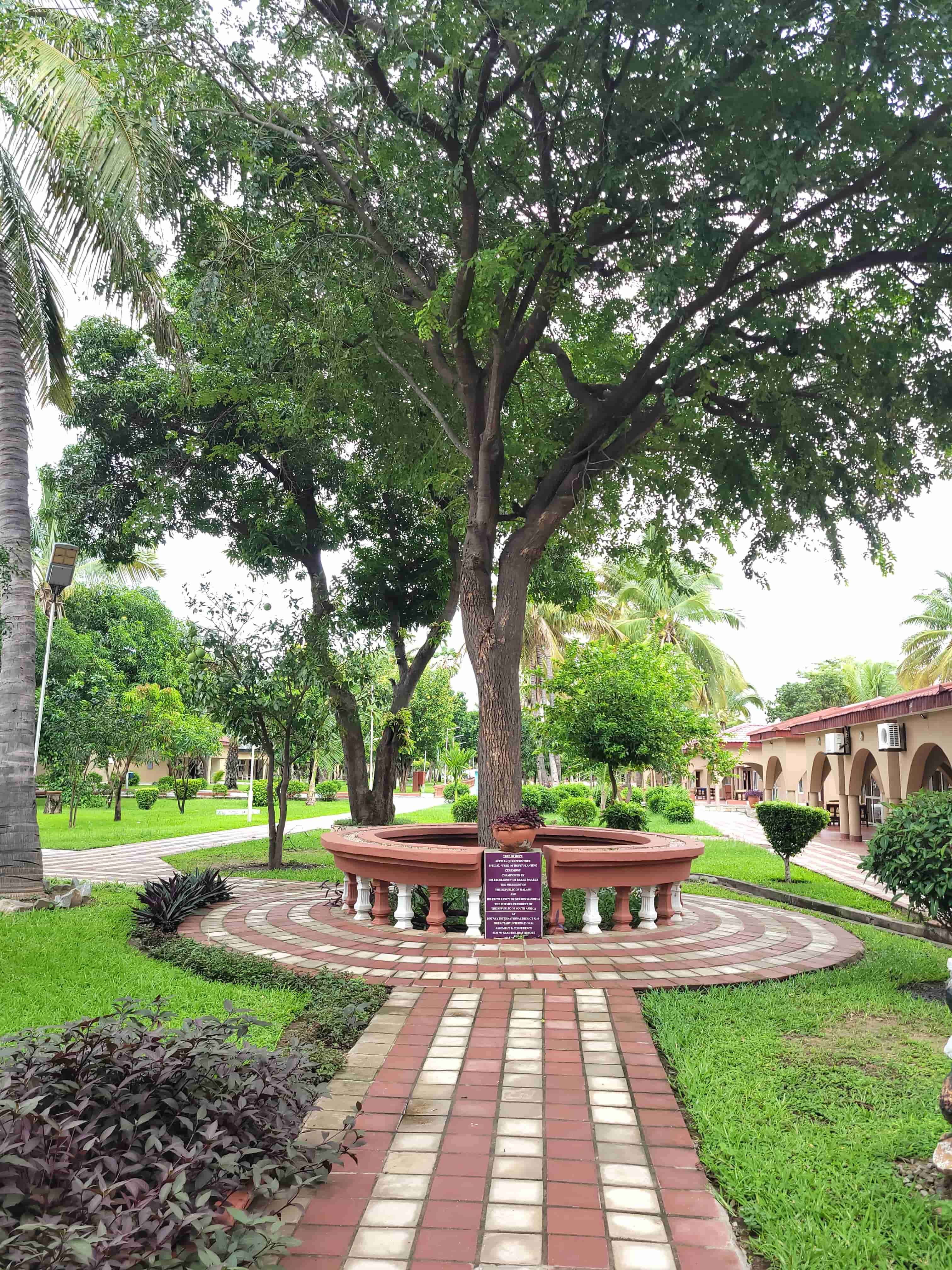 Tree gifted by nelson mandela