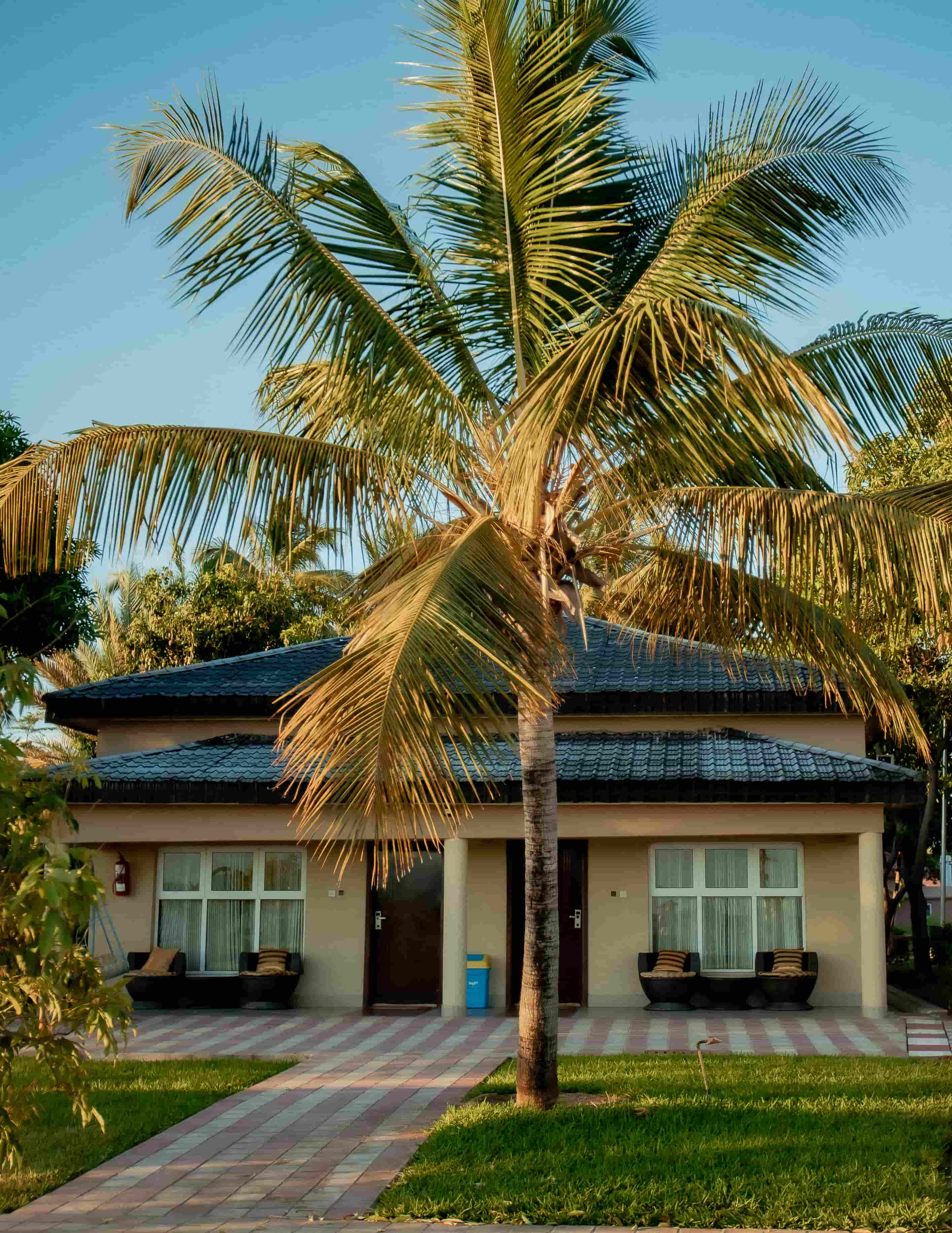 View of 2 rooms with palm tree