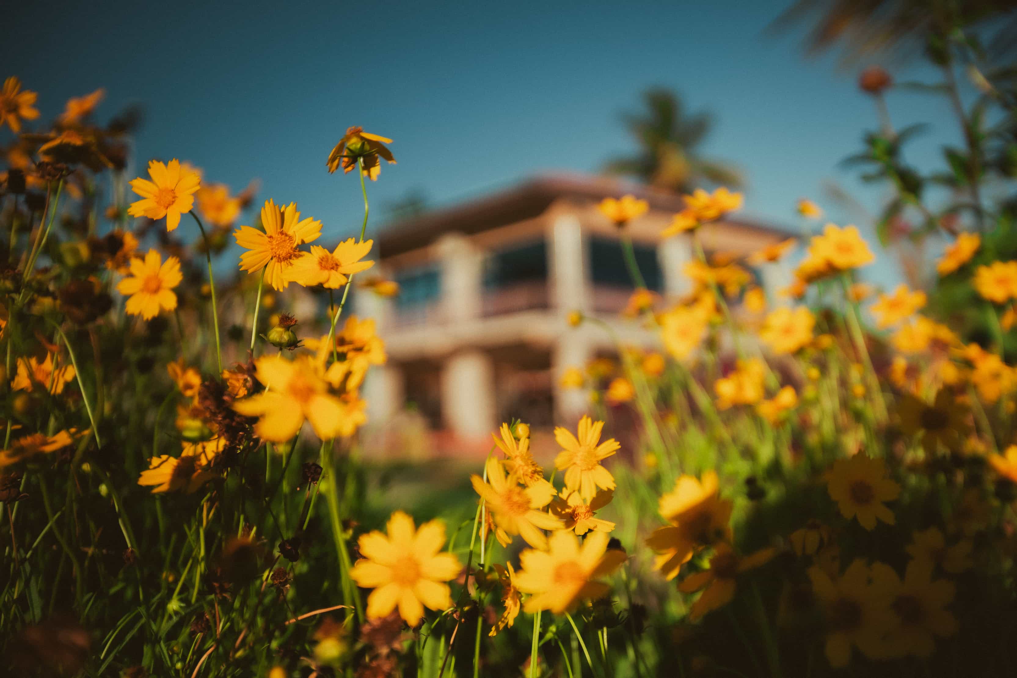 Close up yellow flowers with hall in the background